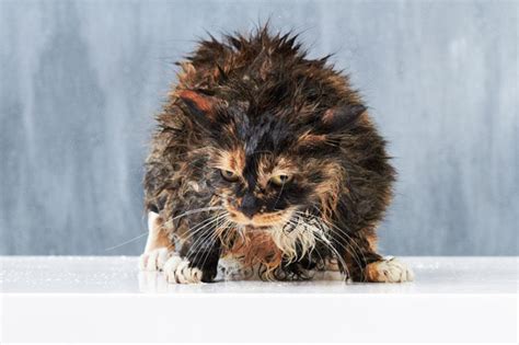 15 Funniest Pictures Of Wet Cats Lovetoknow