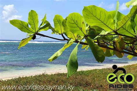 almond tree view on a hot sunny day with eco rides cayman cayman cayman islands riding