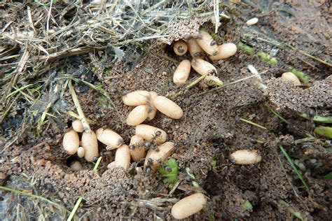 Gartentipps: Ameisen wirksam vertreiben ǀ Husmann Blog