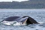 Alaskan Whale Cruise Images