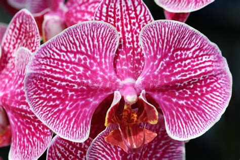 Pink Phalaenopsis Orchid Stock Photo Image Of Botany 36224820