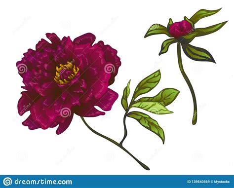Vector Burgundy Peony Floral Botanical Flower Engraved Ink Art