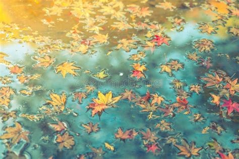 Colorful Autumn Maple Leaf On The Water Filtered Image Proces Stock