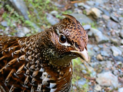 Ruffed Grouse The Audubon Birds And Climate Change Report