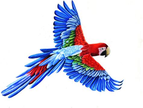Parrot Drawing Macaw Art Fly Drawing