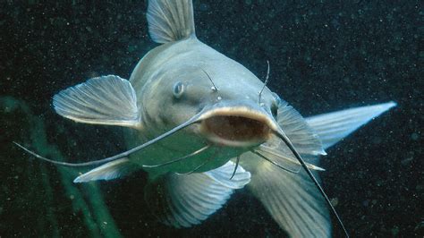 165why Do Catfish Have Whiskers