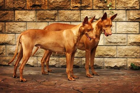 pharaoh hound traits  history lovetoknow