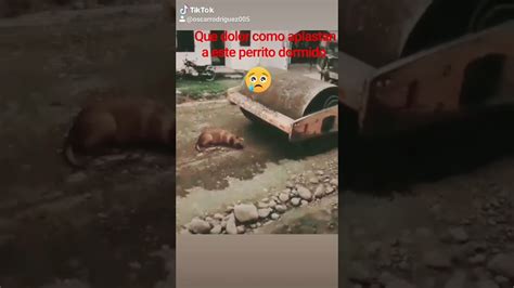 perro es aplastado por aplanadora youtube