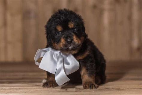 How Much Do Tibetan Mastiff Puppies Cost And What Should I Look For