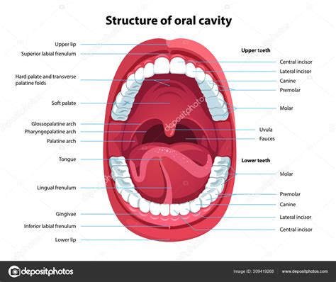 Structure Of Oral Cavity Human Mouth Anatomy Stock Vector Image By