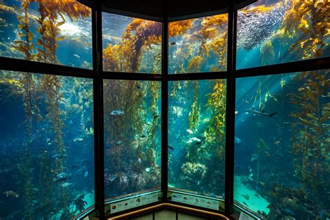 Kelp Forest Image Gallery Monterey Bay Aquarium