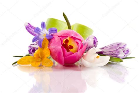 Free Stock Photos Spring Flowers Spring Pictures Download Free Images