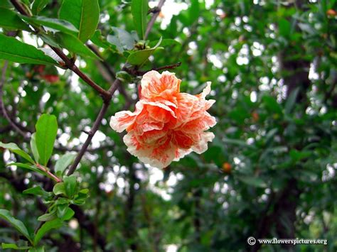New year, new flowers, and again delighted with the perfection and beauty of these flowers. pomegranate tree blossom - Google Search | Flowers, Blossom