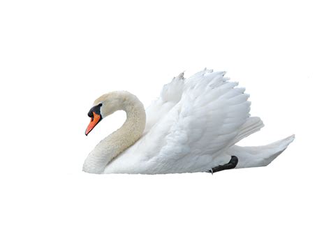 Swan Png Transparent Image Download Size 1024x768px
