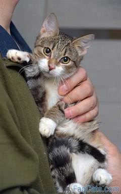 Purring Paradise Find Your Snuggly Cat On Craigslist