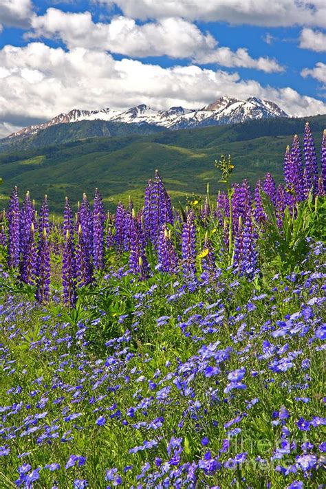 Purple Mountain Majesty By Bill Singleton Purple Mountain Majesty