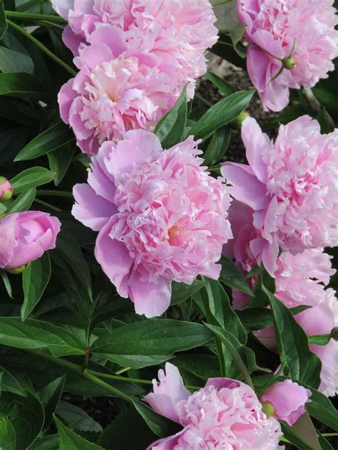 Pretty In Pink Peonies Smell Their Sweet Fragrance Stock Image