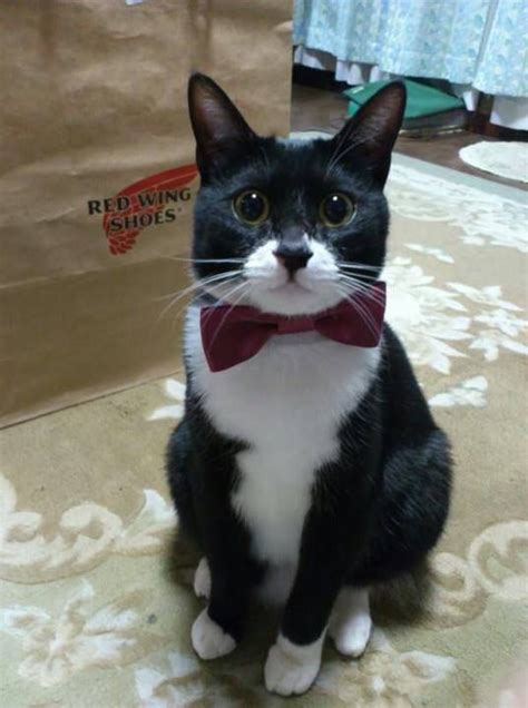 526 Best Images About Love Tuxedo Cats And Black And White