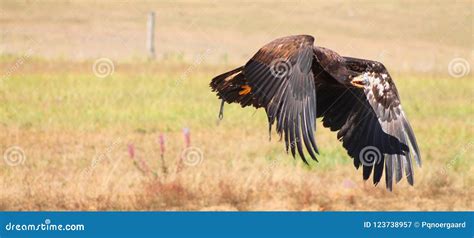 Eagle Flying Across The Dry Field Stock Image Image Of Prey Drought