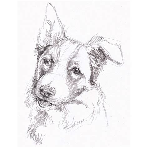 Border Collie Pencil Drawing From An On Line Reference Photo Drawing