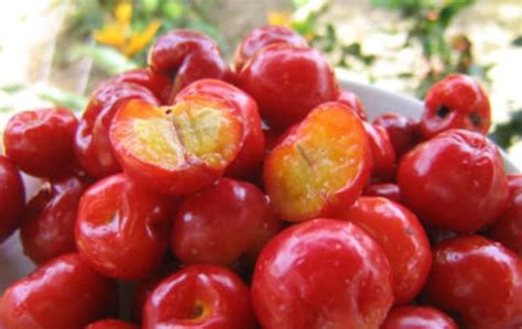 SEED Acerola Cherry Seeds Barbados West Indian Cherries Etsy España