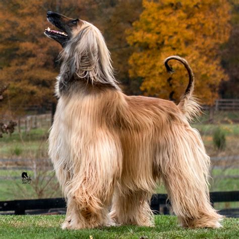 From persian افغان‎ (afğân, afghan) via prakrit, from sanskrit अवगाण (avagāṇa, afghan). Afghan Hound grooming, bathing and care | Espree