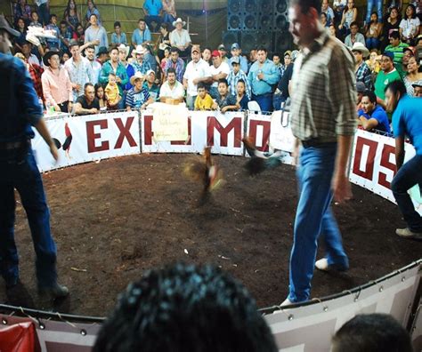 Todo Listo Para El Derby De Gallos El Quintana Roo Mx