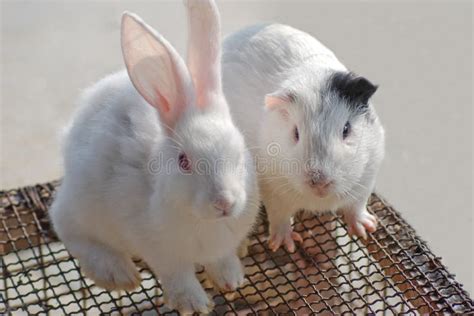 Rabbit And Hamster Stock Photo Image Of Mammal Nature 7651144