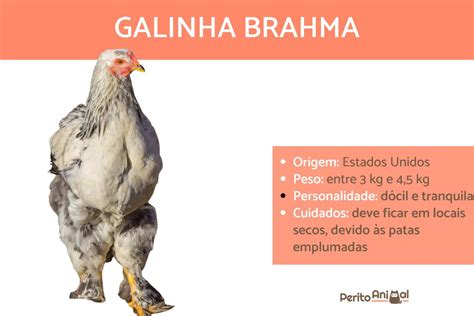 Galinha Brahma Guia Completo Da Raça