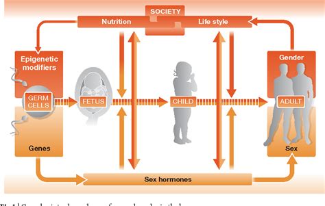 Figure 3 From Sex And Gender Differences In Health Science And Society