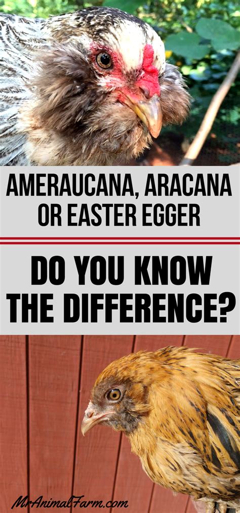 Differences Between Ameraucana Aracana And Easter Egger Can You Tell The Difference Between