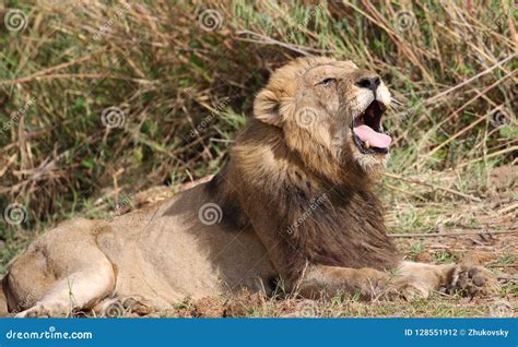 Male Lion In Kruger National Park Editorial Photography Image Of