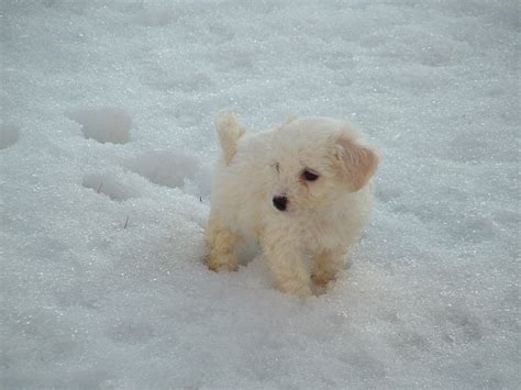 Cute Puppies Playing In Snow Pictures Of Animals 2016