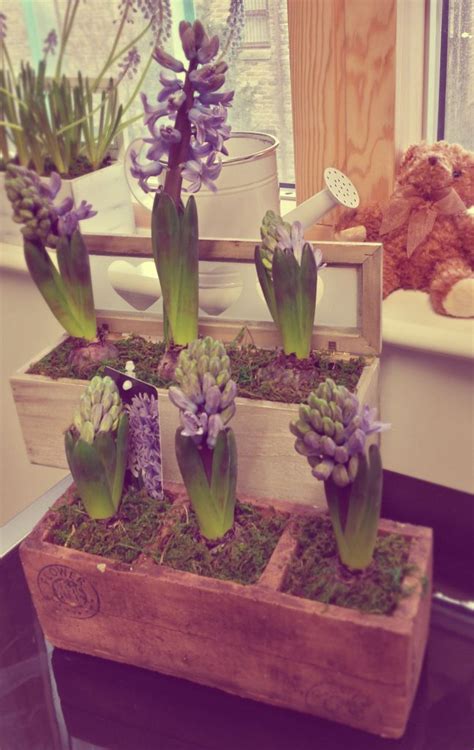 How To Care For Hyacinth Potted Plants Flower Press