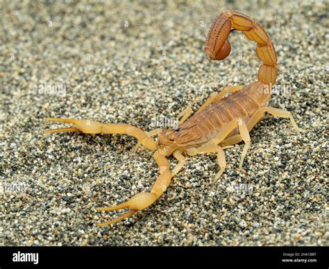 Side View Of A Highly Venomous Indian Red Scorpion Hottentotta Tamulus