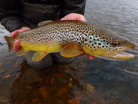 Fly Fishing For Brown Trout In Iceland Fly Odyssey Blog