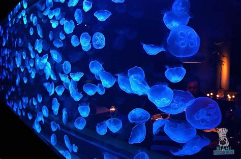 Pet Jellyfish Tank And Everything You Need To Enjoy Them In Your Home