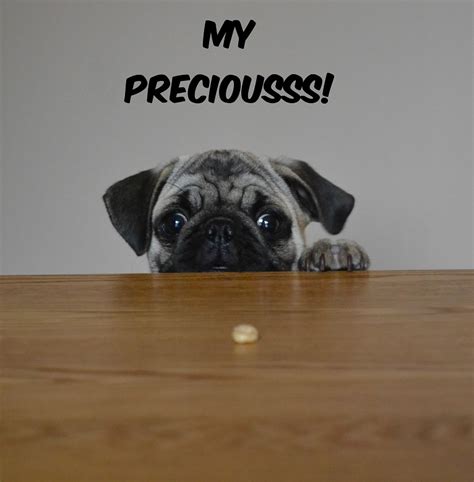 My Preciousss Funny Pug Dog Meme Pug Love Photos Of
