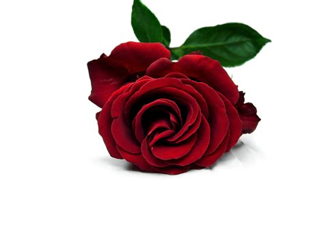 Deep Red Rose Hd Wallpaper Background Image 2848x2136 Id905488
