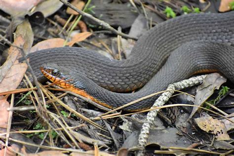 Red Bellied Water Snake Are They Dangerous And Where Do They Live