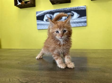 Maine Coon Kittens For Sale Near You | Charming Kittens