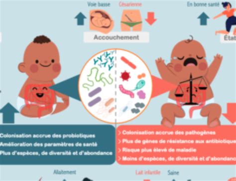 Infographie Mise En Place Du Microbiote Intestinal Et Probiotiques