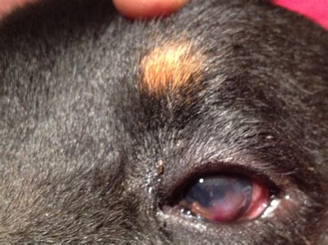 White Spots Around Dogs Eyes Cilasu