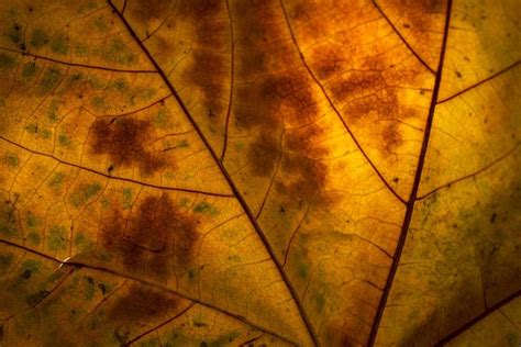 Leaf Macro Photography Tips And Tricks