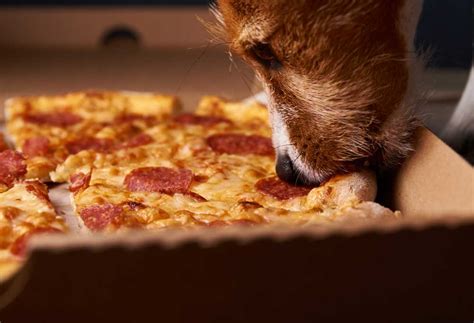 How To Make Pizza For Dogs