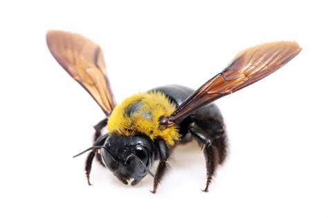 The Truth About Wood Boring Bees Wood Its Real