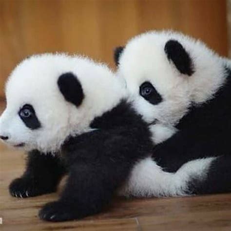4455 Beğenme 18 Yorum Instagramda Panda World Pandaworld