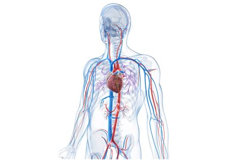 Кровеносная Система Человека Картинки Telegraph