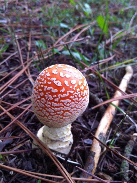 Redwhiteyellow Mushrooms Under Pine Mushroom Hunting