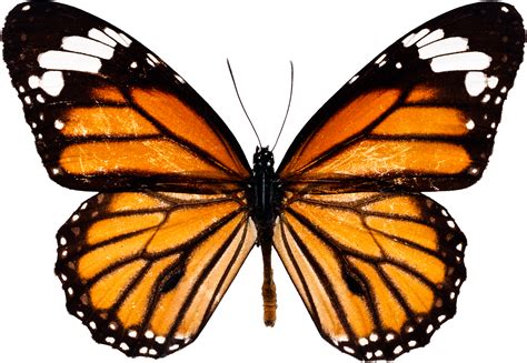 Butterfly Png Butterfly Transparent Background Freeiconspng